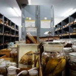 14 millioner naturhistoriske genstande bliver kortlagt digitalt